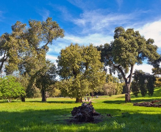 Rancho San Antonio Los Altos View